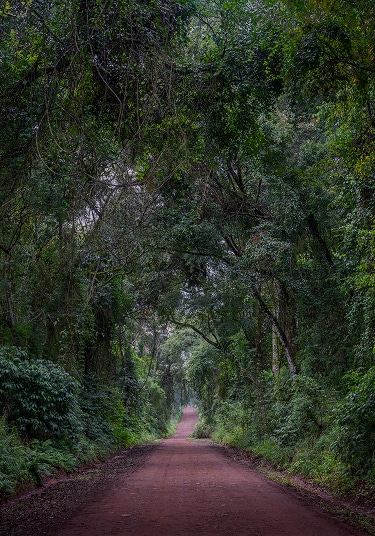 Dirt road winding through lush Iguazú forest with tall trees forming a green canopy overhead.