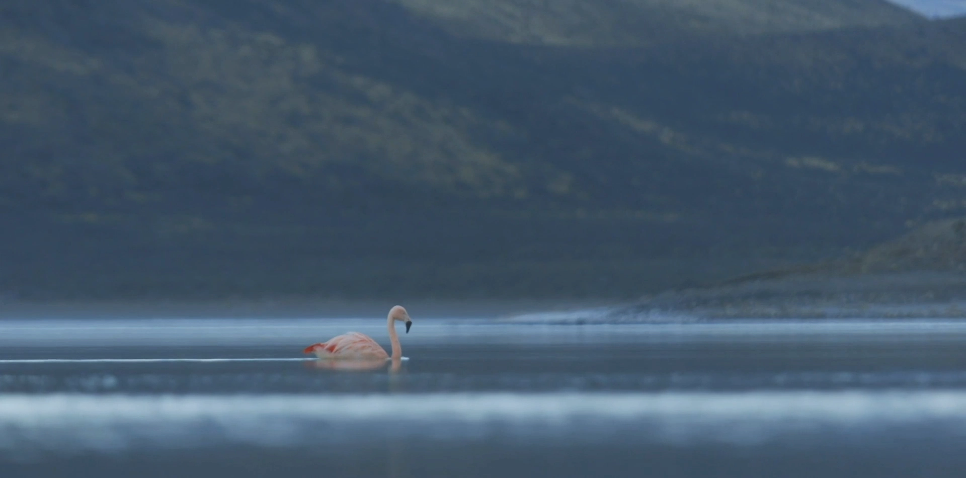 Solitary flamingo gliding across a misty lagoon, framed by serene mountains and soft morning light.